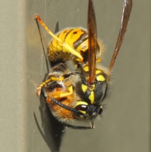 Vespula germanica at Acton, ACT - 27 Apr 2019 01:13 PM