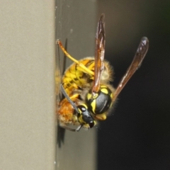 Vespula germanica at Acton, ACT - 27 Apr 2019 01:13 PM