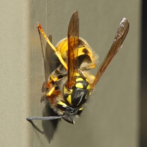 Vespula germanica at Acton, ACT - 27 Apr 2019