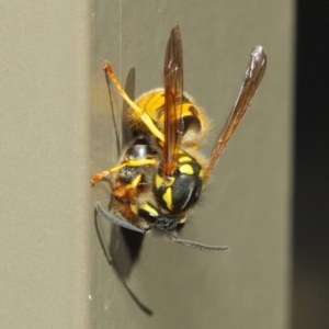 Vespula germanica at Acton, ACT - 27 Apr 2019