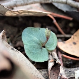 Acianthus collinus at Dunlop, ACT - 25 Apr 2019