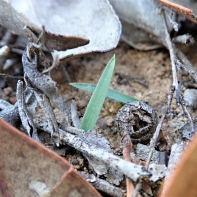 Cyanicula caerulea (Blue Fingers, Blue Fairies) at Dunlop, ACT - 24 Apr 2019 by CathB