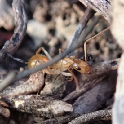 Camponotus claripes (Pale-legged sugar ant) at Aranda, ACT - 25 Apr 2019 by CathB