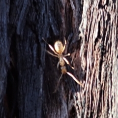 Camponotus claripes at Aranda, ACT - 25 Apr 2019