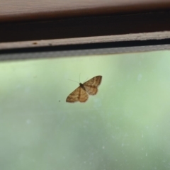 Scopula rubraria (Reddish Wave, Plantain Moth) at Wamboin, NSW - 18 Jan 2019 by natureguy