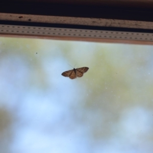 Scopula rubraria at Wamboin, NSW - 18 Jan 2019