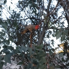 Callocephalon fimbriatum (Gang-gang Cockatoo) at Hughes, ACT - 28 Apr 2019 by KL