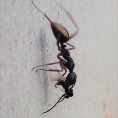 Camponotus suffusus (Golden-tailed sugar ant) at Cook, ACT - 23 Apr 2019 by CathB
