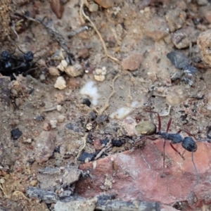 Camponotus suffusus at Cook, ACT - 23 Apr 2019 04:25 PM