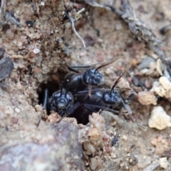 Camponotus suffusus at Cook, ACT - 23 Apr 2019