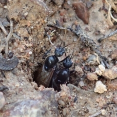 Camponotus suffusus at Cook, ACT - 23 Apr 2019 04:25 PM