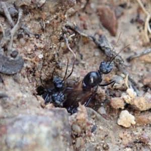 Camponotus suffusus at Cook, ACT - 23 Apr 2019