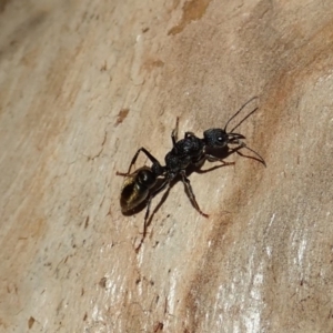 Myrmecia piliventris at Cook, ACT - 18 Apr 2019