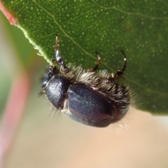 Liparetrus sp. (genus) (Chafer beetle) at Cook, ACT - 24 Apr 2019 by CathB