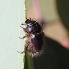 Liparetrus sp. (genus) at Cook, ACT - 24 Apr 2019 12:38 PM