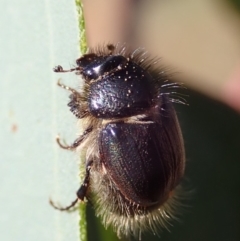 Liparetrus sp. (genus) at Cook, ACT - 24 Apr 2019 12:38 PM