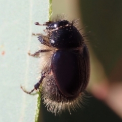 Liparetrus sp. (genus) at Cook, ACT - 24 Apr 2019 12:38 PM