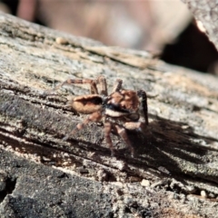 Jotus sp. (genus) at Dunlop, ACT - 22 Apr 2019