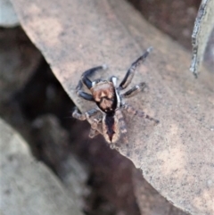 Jotus sp. (genus) at Dunlop, ACT - 22 Apr 2019