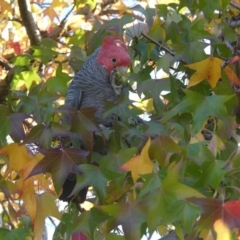 Callocephalon fimbriatum (Gang-gang Cockatoo) at Hackett, ACT - 27 Apr 2019 by WalterEgo