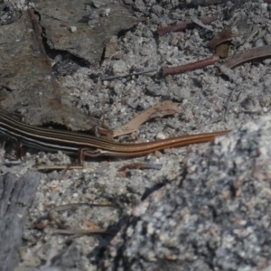 Ctenotus taeniolatus at Tennent, ACT - 24 Apr 2019