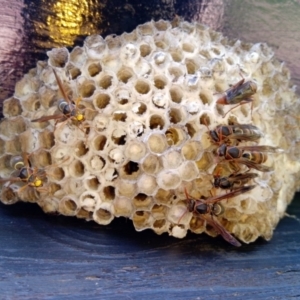 Polistes (Polistella) humilis at Broadwater, NSW - 27 Apr 2019 09:27 AM