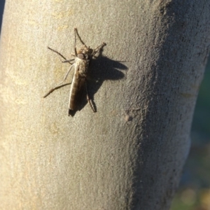 Cerdistus sp. (genus) at Symonston, ACT - 28 Apr 2019