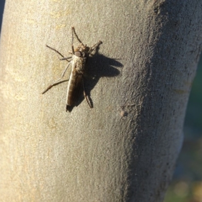 Cerdistus sp. (genus) (Yellow Slender Robber Fly) at Symonston, ACT - 28 Apr 2019 by Mike