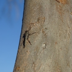 Cerdistus sp. (genus) at Symonston, ACT - 28 Apr 2019 04:16 PM