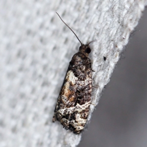 Asthenoptycha sphaltica and nearby species at O'Connor, ACT - 24 Apr 2019 11:33 PM