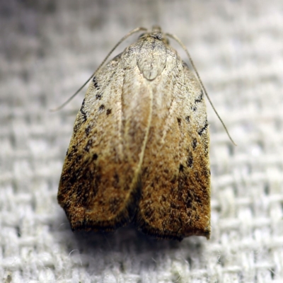 Tortricopsis pyroptis (A Concealer moth (Wingia Group)) at O'Connor, ACT - 7 Dec 2017 by ibaird