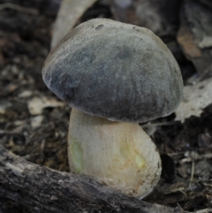 Leccinum sp. at Box Cutting Rainforest Walk - 27 Apr 2019 by Teresa