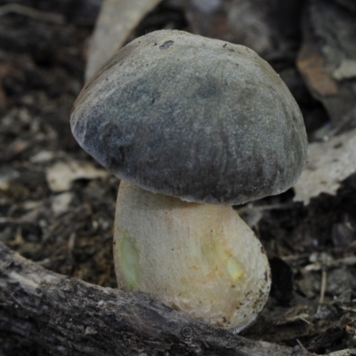 Leccinum sp. at Box Cutting Rainforest Walk - 27 Apr 2019 by Teresa