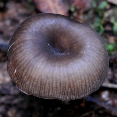 Trogia sp. at Box Cutting Rainforest Walk - 26 Apr 2019 by Teresa