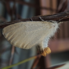 Acyphas semiochrea (Omnivorous Tussock Moth) at Conder, ACT - 3 Mar 2019 by michaelb