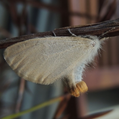 Acyphas semiochrea (Omnivorous Tussock Moth) at Conder, ACT - 4 Mar 2019 by MichaelBedingfield