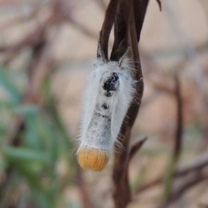 Acyphas semiochrea at Conder, ACT - 4 Mar 2019 08:33 AM