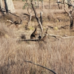 Wallabia bicolor (Swamp Wallaby) at Mulligans Flat - 28 Apr 2019 by davobj