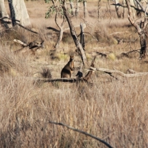 Wallabia bicolor at Amaroo, ACT - 28 Apr 2019 05:36 PM