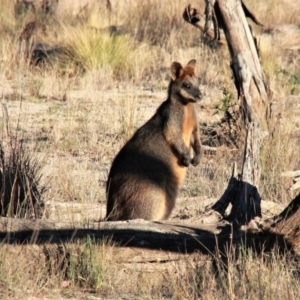 Wallabia bicolor at Amaroo, ACT - 28 Apr 2019 05:36 PM