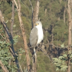 Accipiter novaehollandiae (Grey Goshawk) at Rugosa - 28 Apr 2019 by SenexRugosus