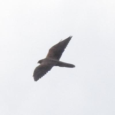 Falco subniger (Black Falcon) at Tumut Plains, NSW - 10 Mar 2019 by RyuCallaway