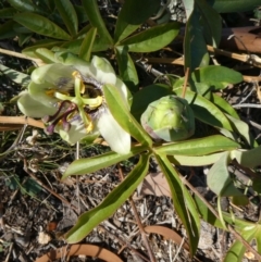 Passiflora caerulea (Blue Passionflower) at Tuggeranong Hill - 29 Apr 2019 by Owen