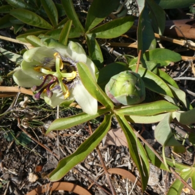 Passiflora caerulea (Blue Passionflower) at Theodore, ACT - 29 Apr 2019 by Owen