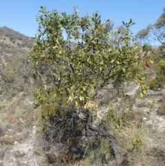 Acacia melanoxylon (Blackwood) at Theodore, ACT - 1 May 2019 by Owen