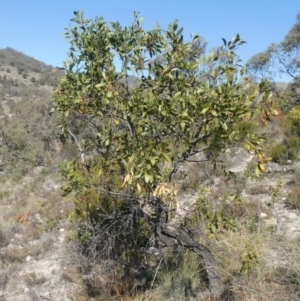 Acacia melanoxylon at Theodore, ACT - 1 May 2019