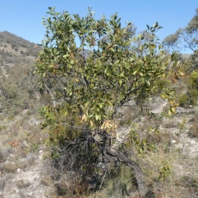 Acacia melanoxylon (Blackwood) at Tuggeranong Hill - 1 May 2019 by Owen