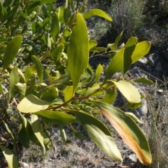 Acacia melanoxylon at Theodore, ACT - 1 May 2019