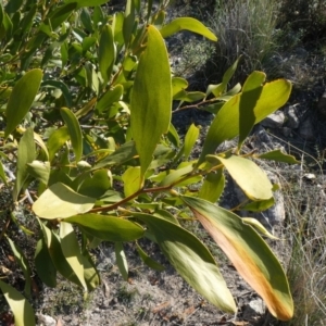 Acacia melanoxylon at Theodore, ACT - 1 May 2019