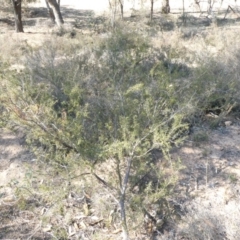 Acacia ulicifolia (Prickly Moses) at Theodore, ACT - 29 Apr 2019 by owenh